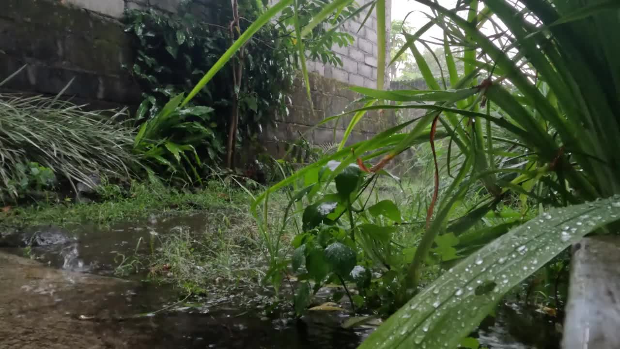 雨水落在略绿的地面上，前景黄色的鸢尾花视频素材