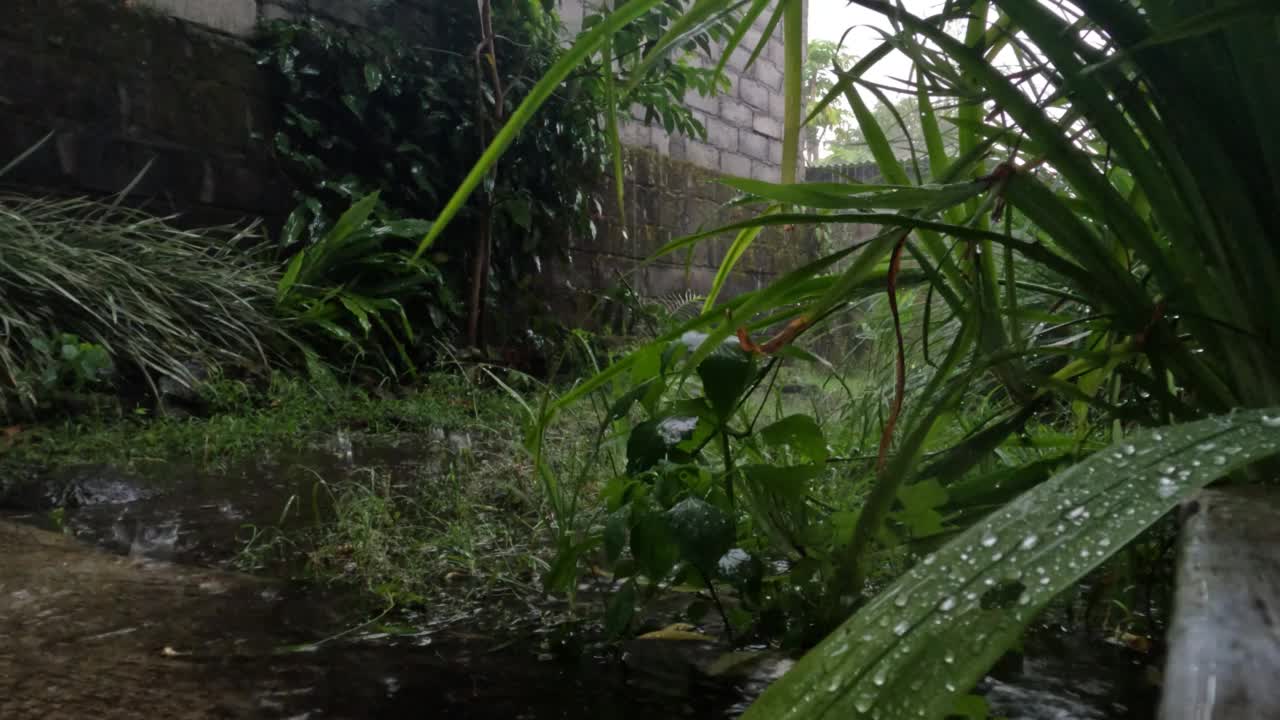 雨水落在略绿的地面上，前景黄色的鸢尾花视频素材