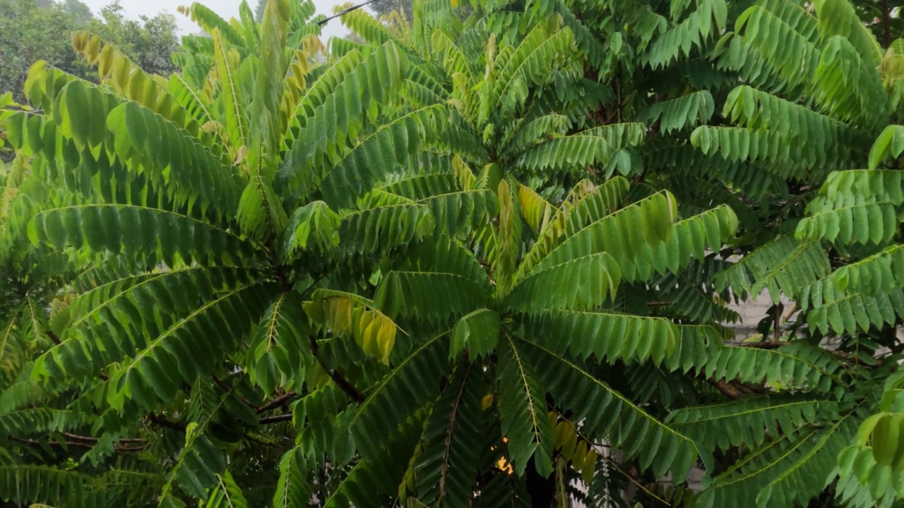 雨水落在苹果树的绿叶上视频素材