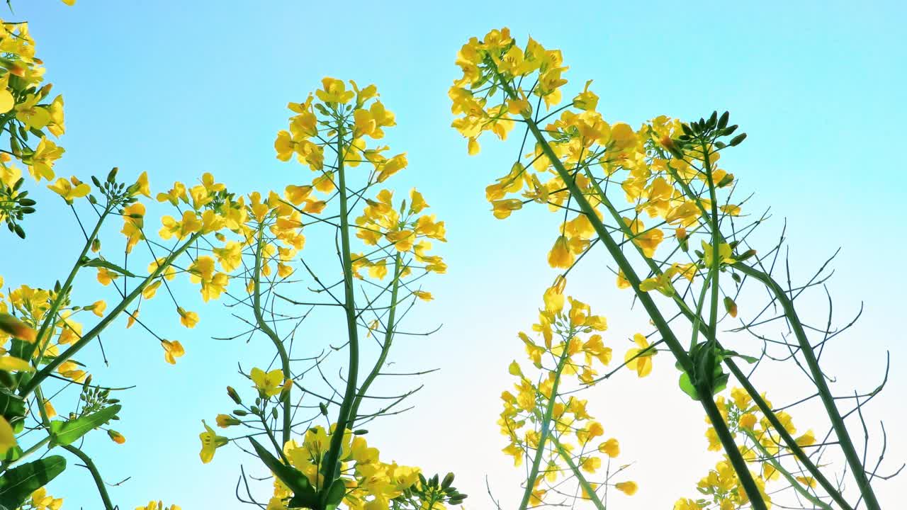 黄色的油菜花在春天开放视频素材