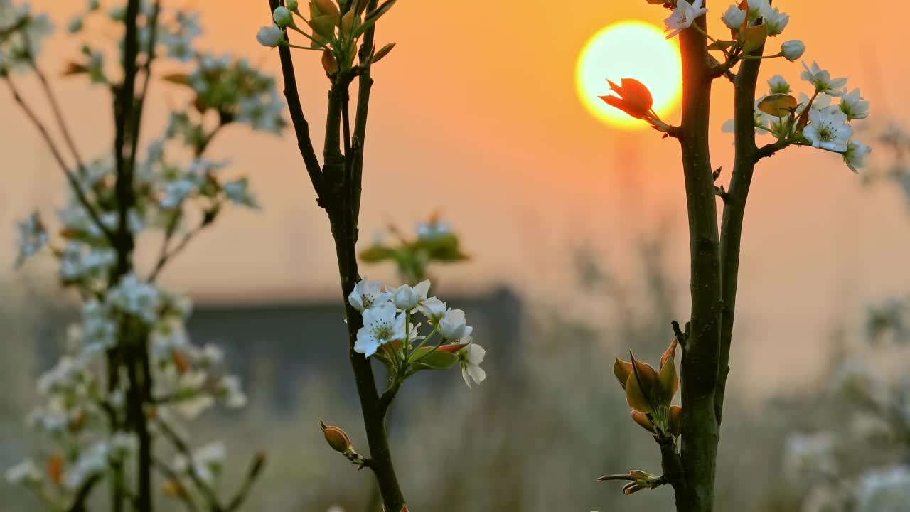 美丽的梨花自然景观在日落视频素材