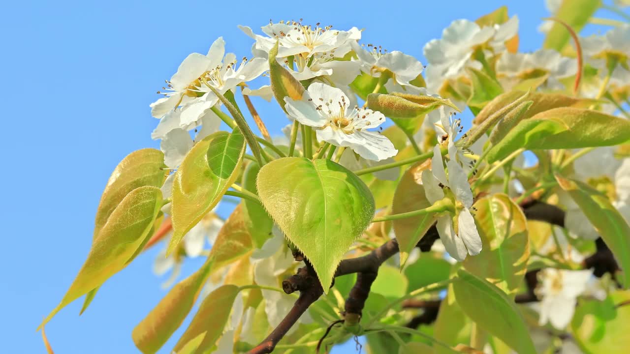 白色的梨花在春天盛开视频素材