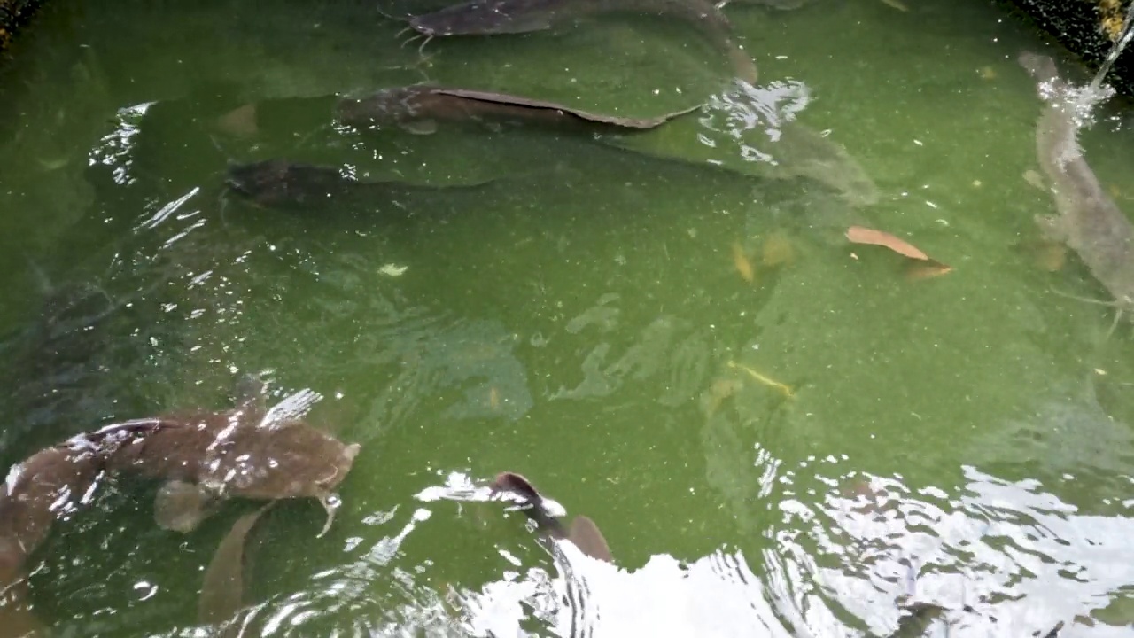 生活在混浊和缺氧的池塘里的鲶鱼仍然可以长大视频素材