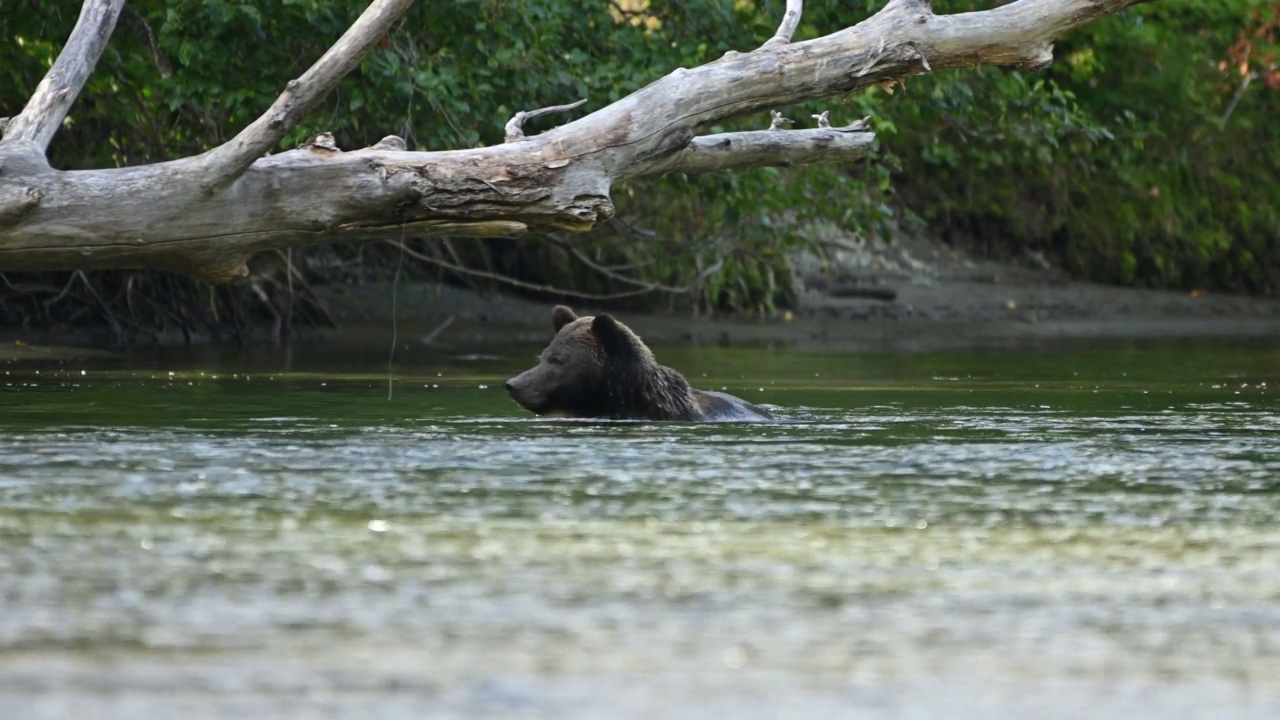 在不列颠哥伦比亚省沿海的贝拉库拉，一只灰熊(Ursus arctos oribilis)成功地在阿特纳科河捕获了一条鲑鱼，并吃掉了它视频素材