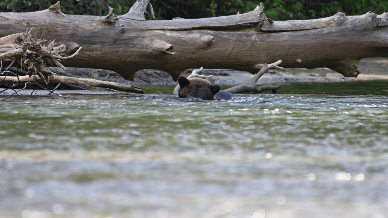 在不列颠哥伦比亚省沿海的贝拉库拉，一只灰熊(Ursus arctos oribilis)成功地在阿特纳科河捕获了一条鲑鱼，并吃掉了它视频下载