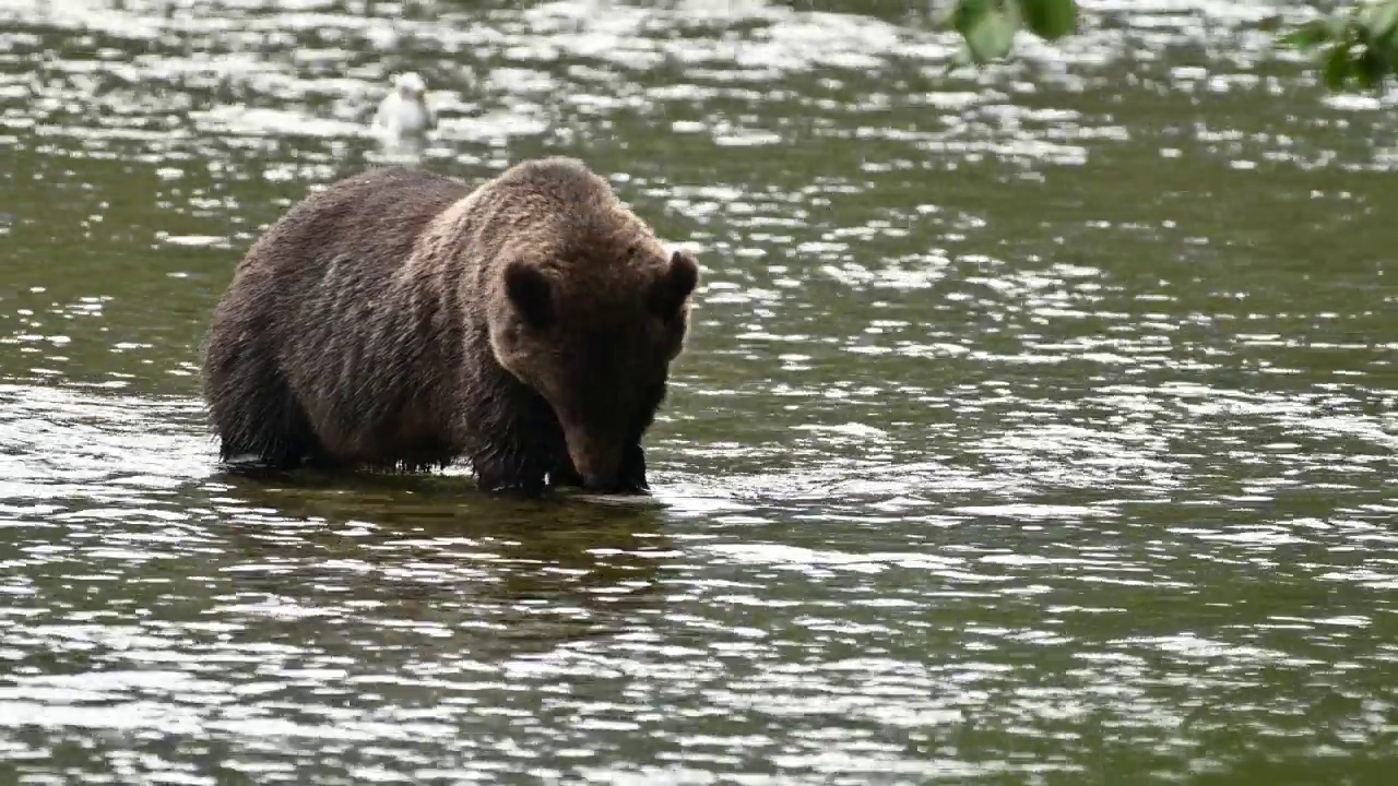 在不列颠哥伦比亚省沿海的贝拉库拉，一只灰熊(Ursus arctos oribilis)成功地在阿特纳科河捕获了一条鲑鱼，并吃掉了它视频下载