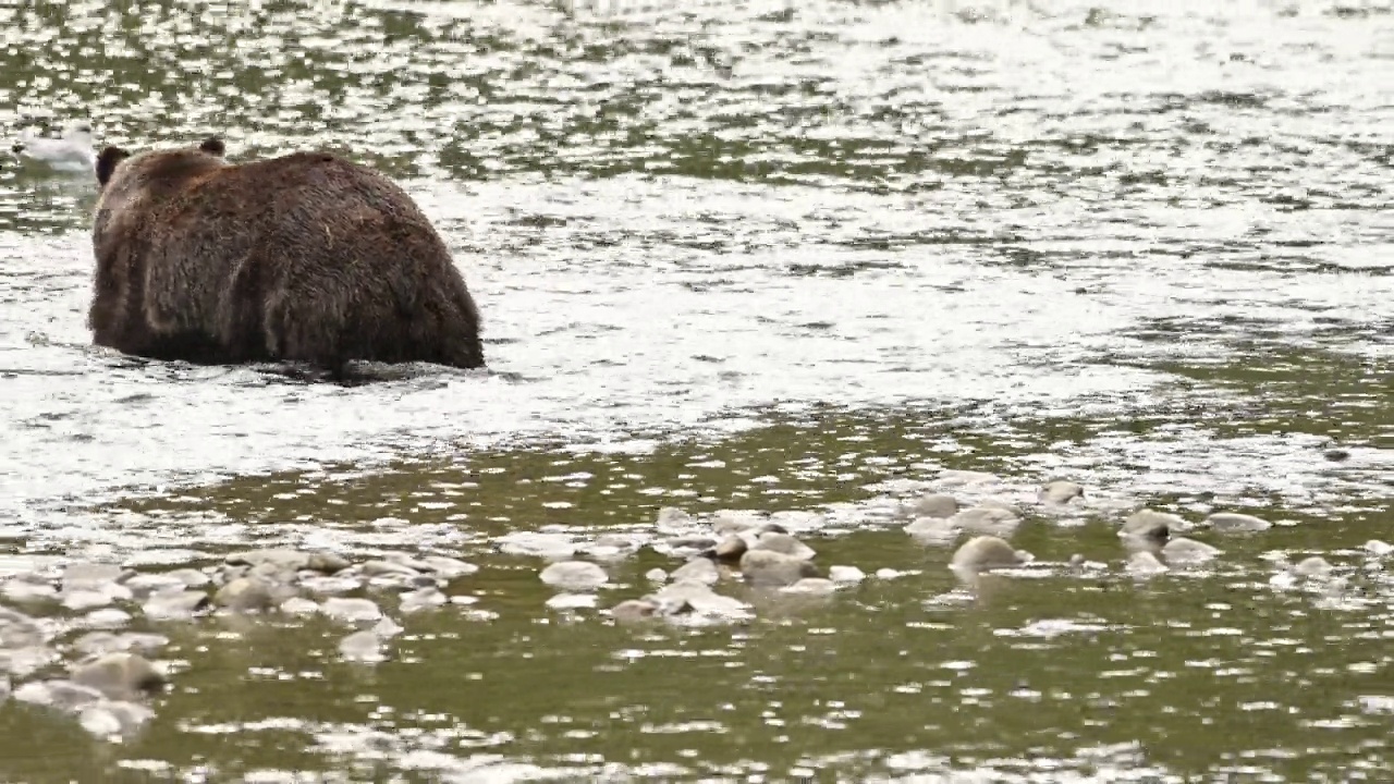 在不列颠哥伦比亚省沿海的贝拉库拉，一只灰熊(Ursus arctos oribilis)成功地在阿特纳科河捕获了一条鲑鱼，并吃掉了它视频下载