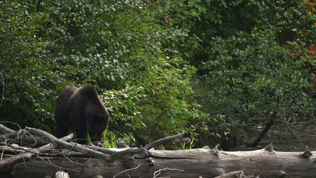 在不列颠哥伦比亚省沿海的贝拉库拉，一只灰熊(Ursus arctos oribilis)成功地在阿特纳科河捕获了一条鲑鱼，并吃掉了它视频下载