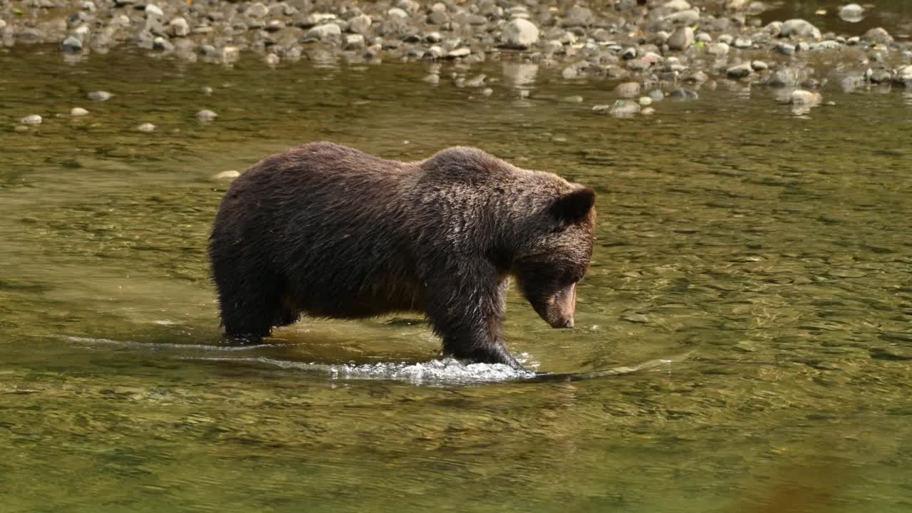 在不列颠哥伦比亚省沿海的贝拉库拉，一只灰熊(Ursus arctos oribilis)成功地在阿特纳科河捕获了一条鲑鱼，并吃掉了它视频下载