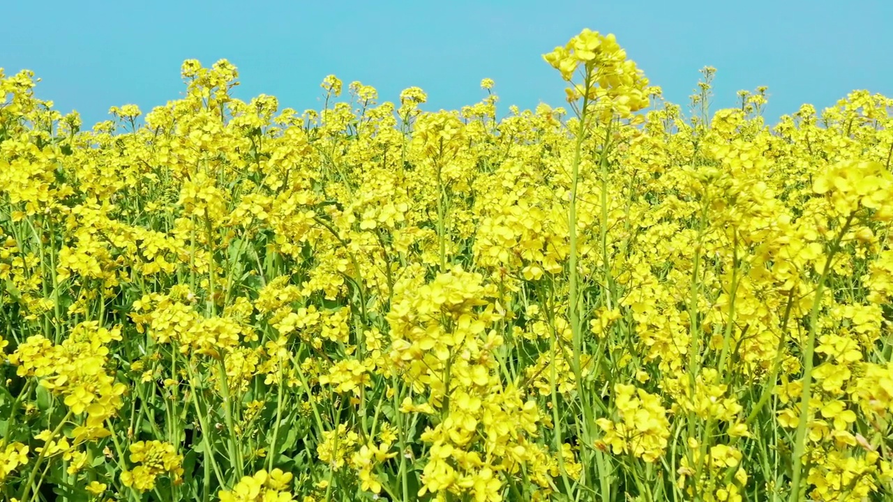 黄色的油菜花在春天盛开视频素材