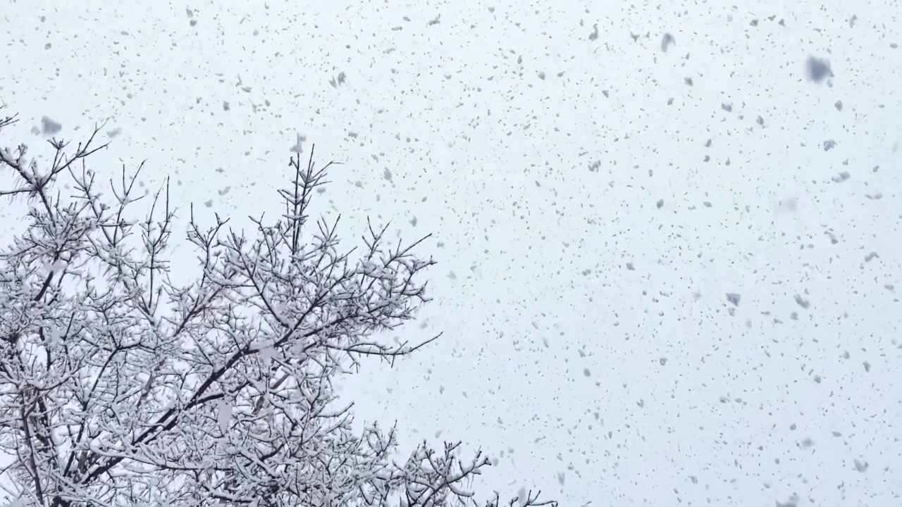 冬天的时候，雪以树为背景飘落下来。视频素材