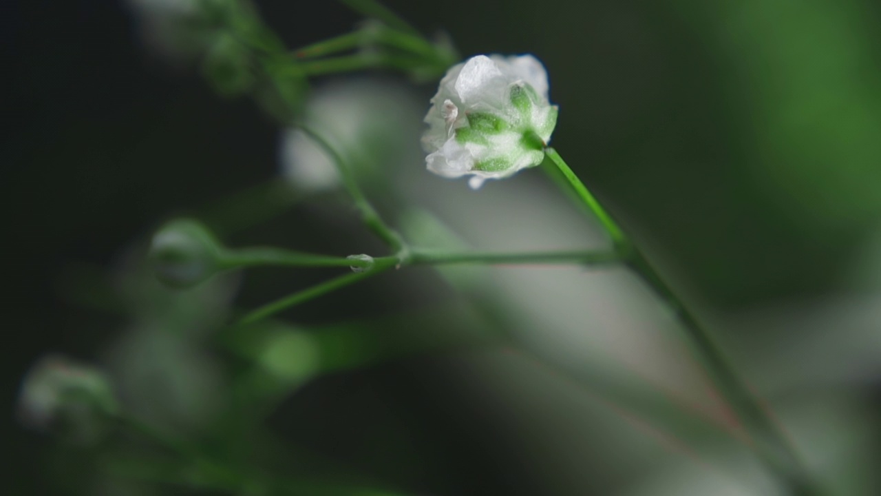 微小的石竹花盛开在春天的花园特写视频素材