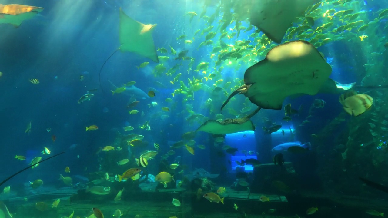 巨型水族馆里的蝠鲼视频素材