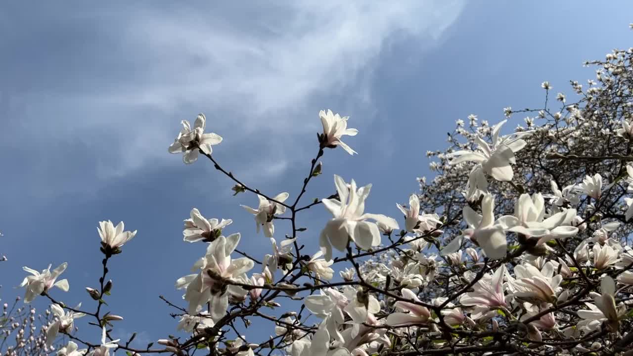 春天花园白花木兰树映衬着天空。视频素材