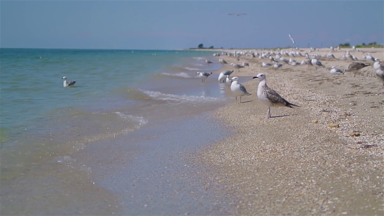 海鸥的肖像在阳光明媚的夏天独自走在海边视频素材