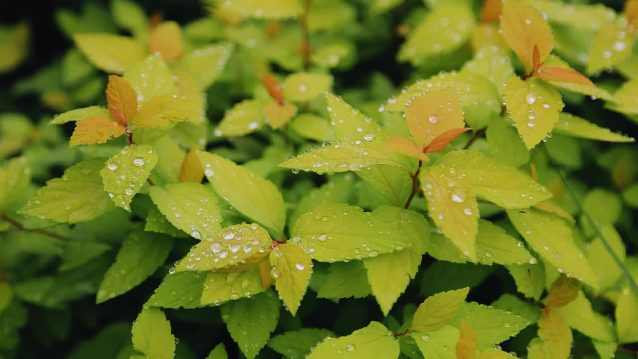 雨后，灌木的叶子上布满了水滴。潮湿树叶的美丽特写镜头视频素材