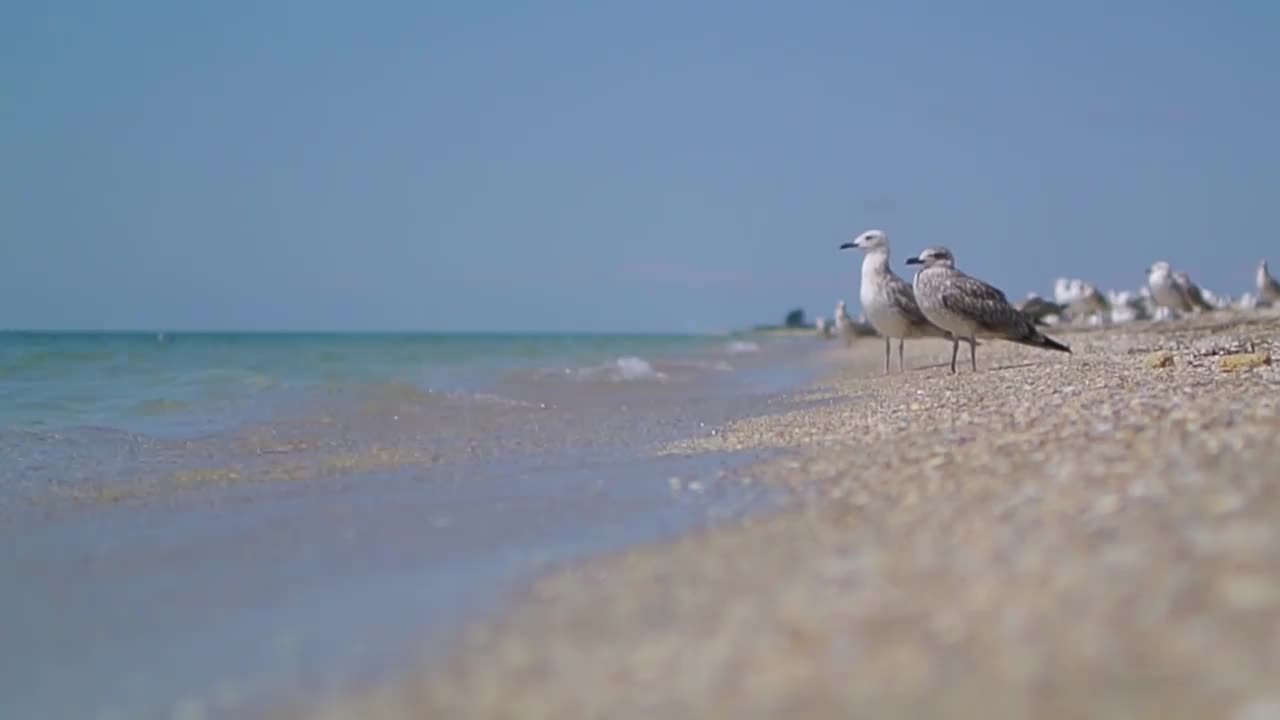 海鸥的肖像在阳光明媚的夏天独自走在海边视频素材