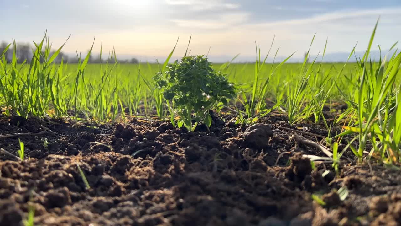 年轻的植物视频素材