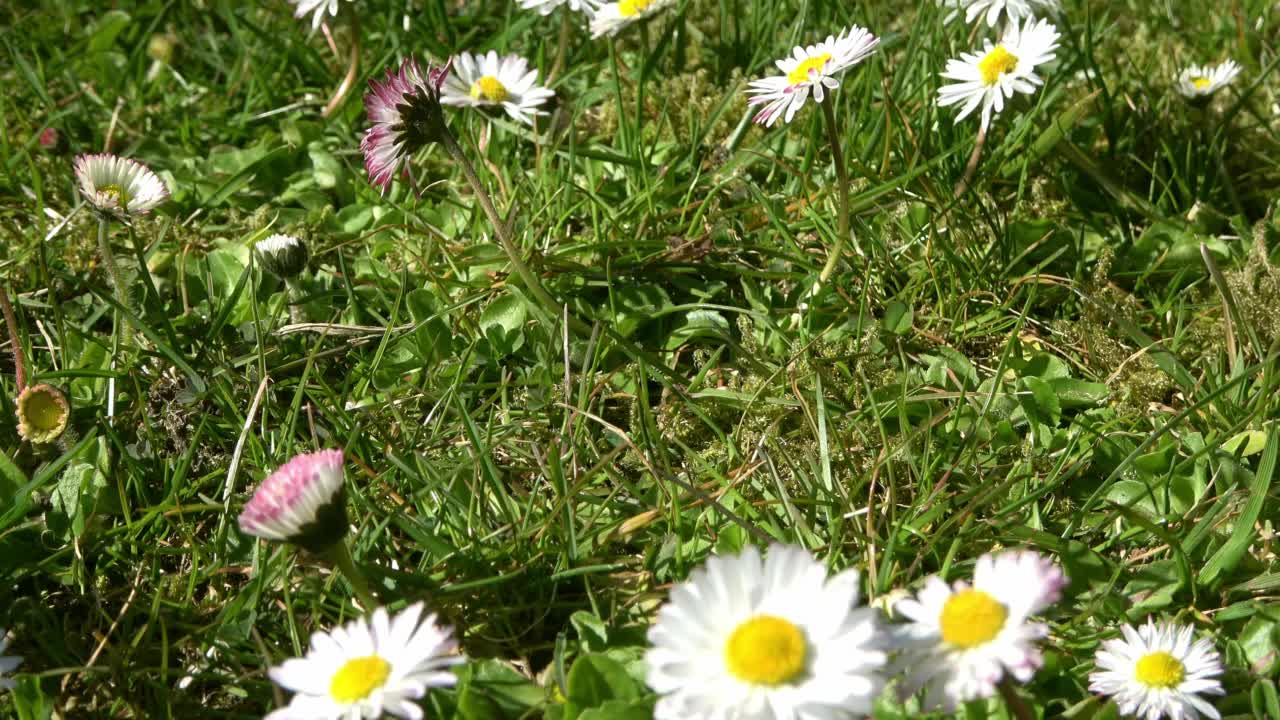 绿草中白色和粉色雏菊的跟踪镜头。视频素材