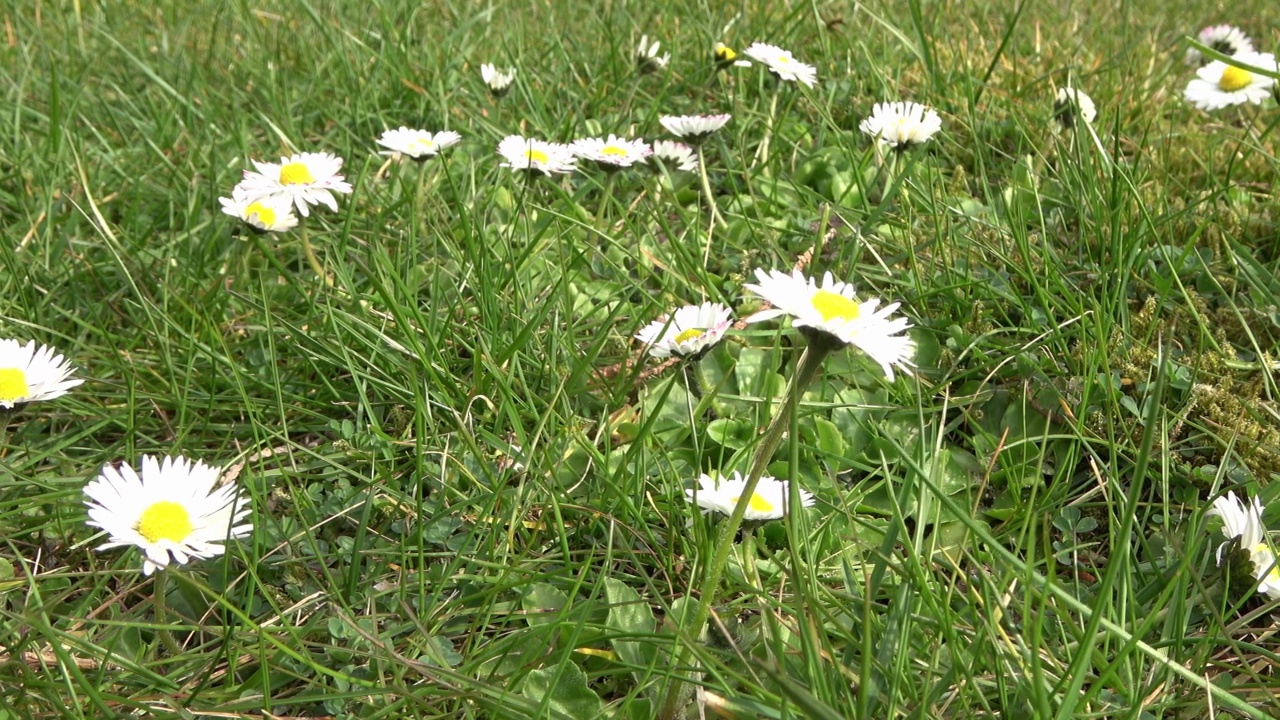 绿草中白色和粉色雏菊的跟踪镜头。视频素材