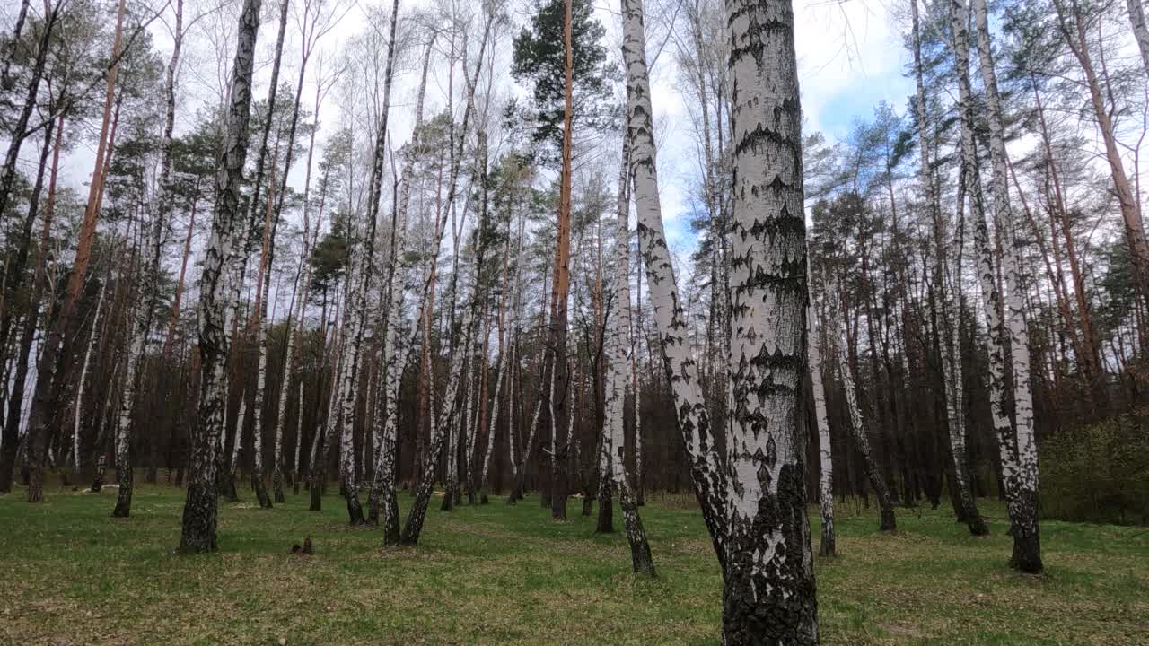 白桦林里白天有许多白桦树视频素材