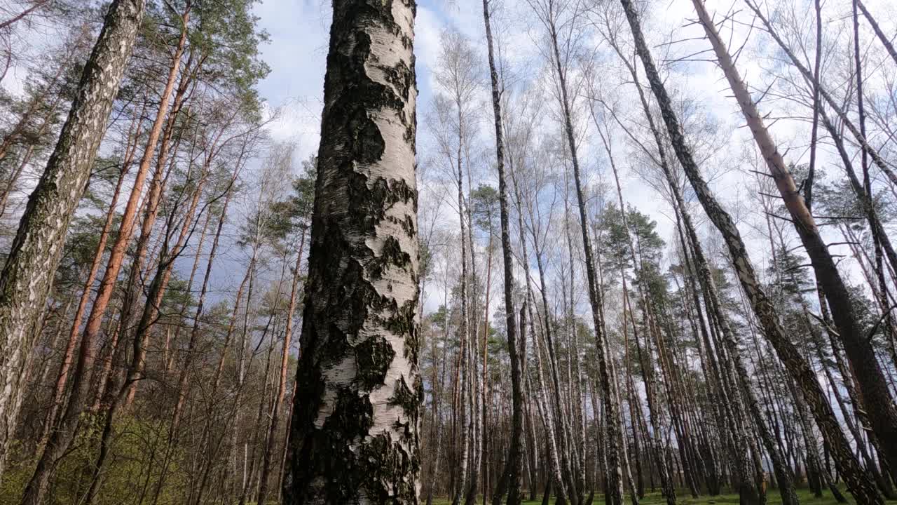 桦树林与桦树在下午视频素材