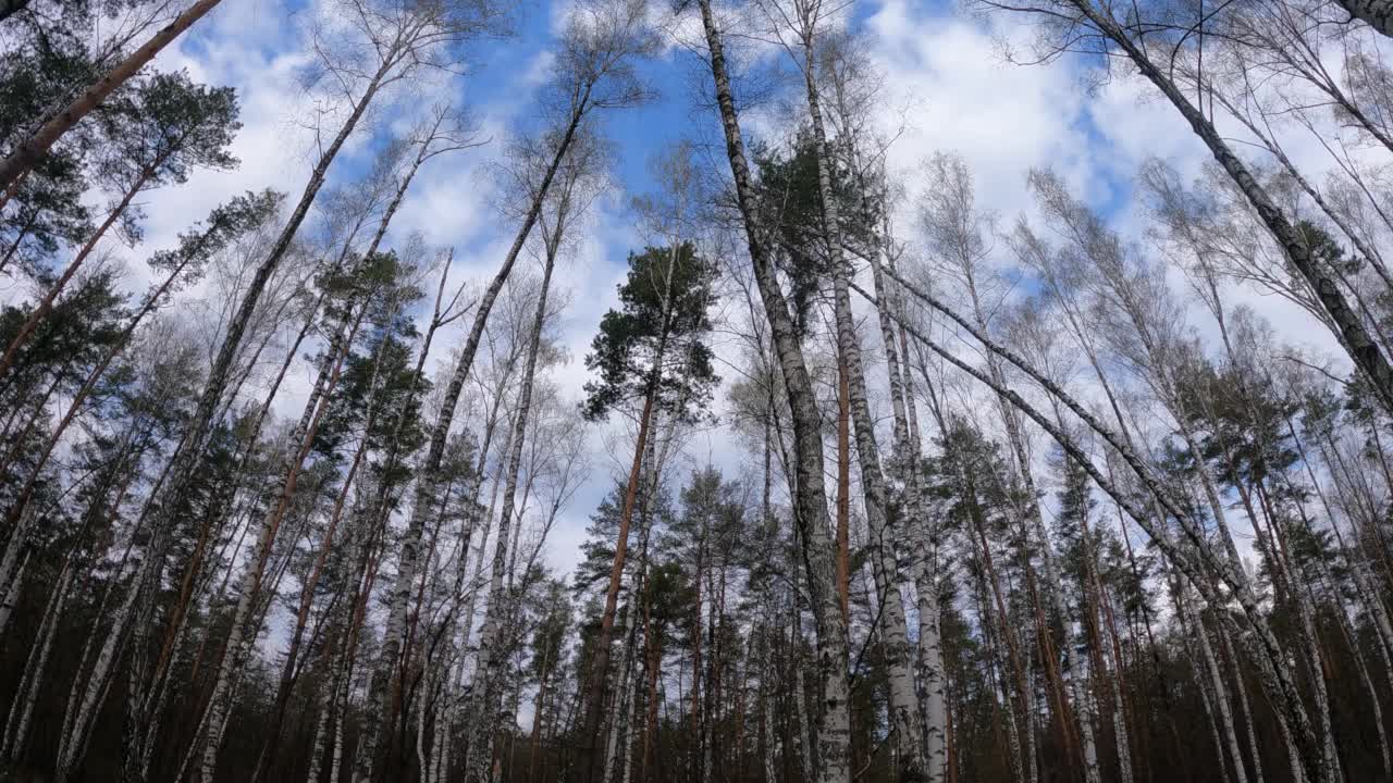 桦树林与桦树在下午视频素材