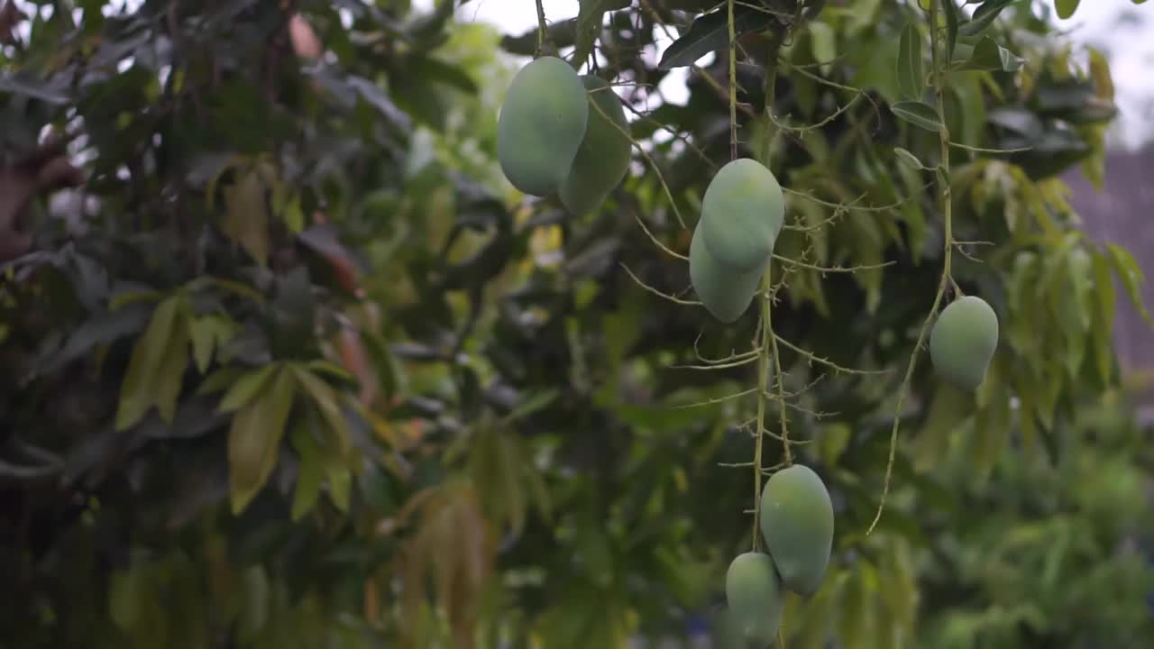 花园视频素材