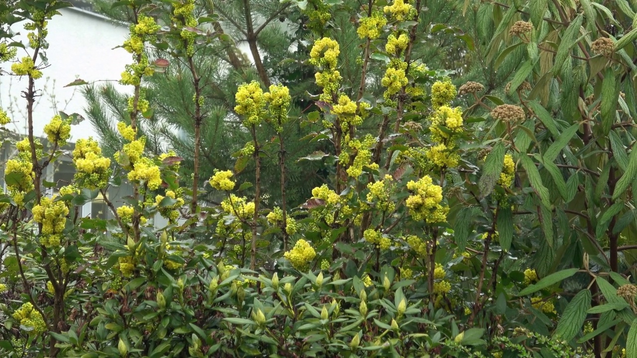 开花植物mahonie (Berberis aquifolium)视频素材