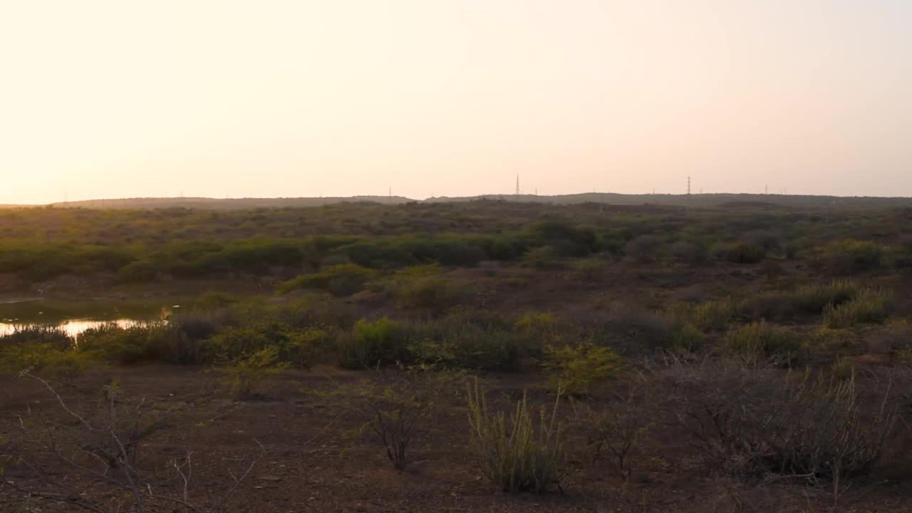 在炎热的夏季，库奇贫瘠的土地上的仙人掌的观点。库奇沙漠的干旱景观。在印度库奇的布杰视频素材