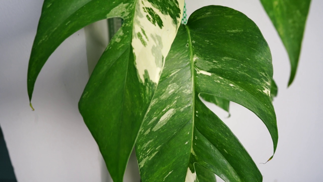 本地植物蒙泰拉(Monstera)的叶子有绿色和白色，被称为羽饰Epipremnum pinnatum，这种藤本植物生长在花盆中。台拍摄的概念。视频素材