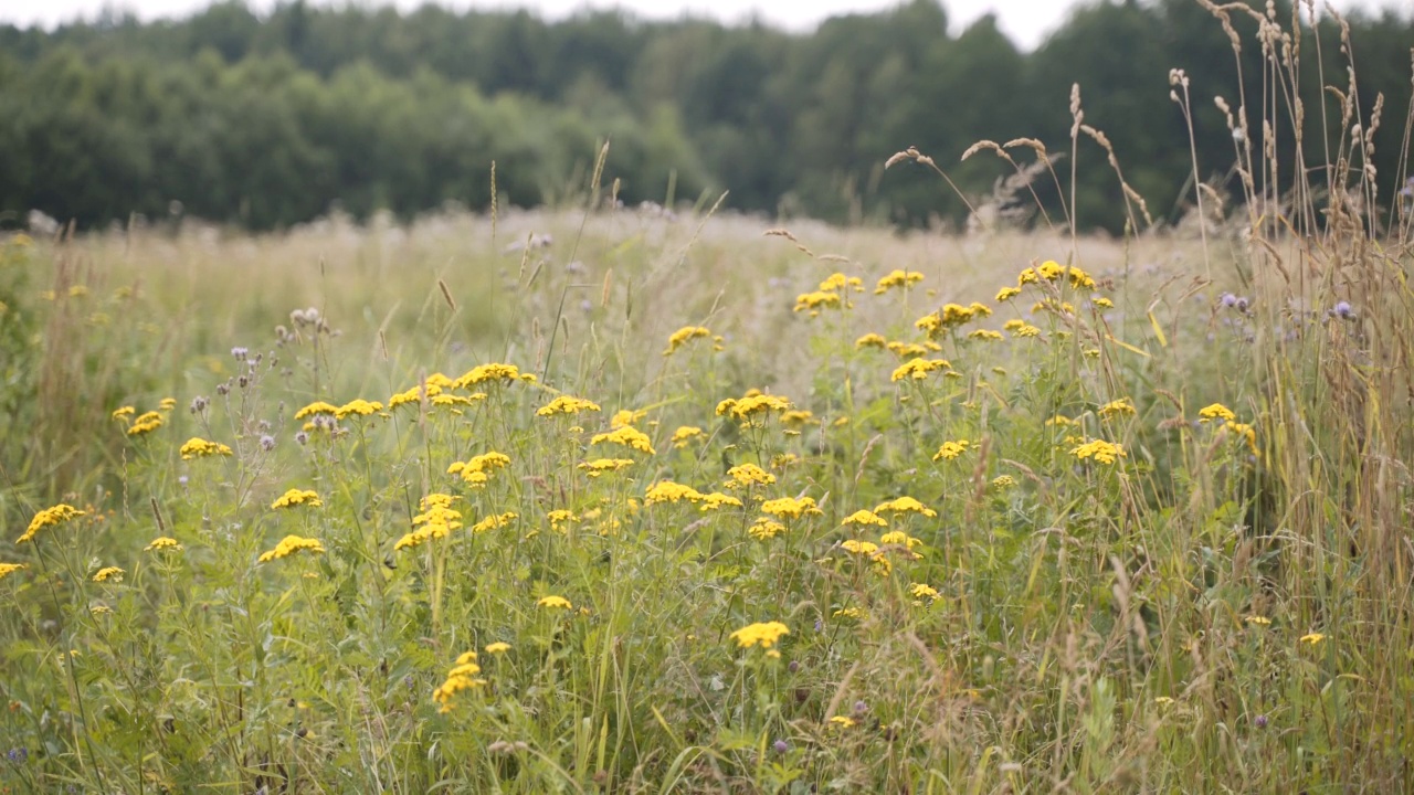 黄菊花和田野植物在阳光明媚的草地上随风摇曳。视频素材