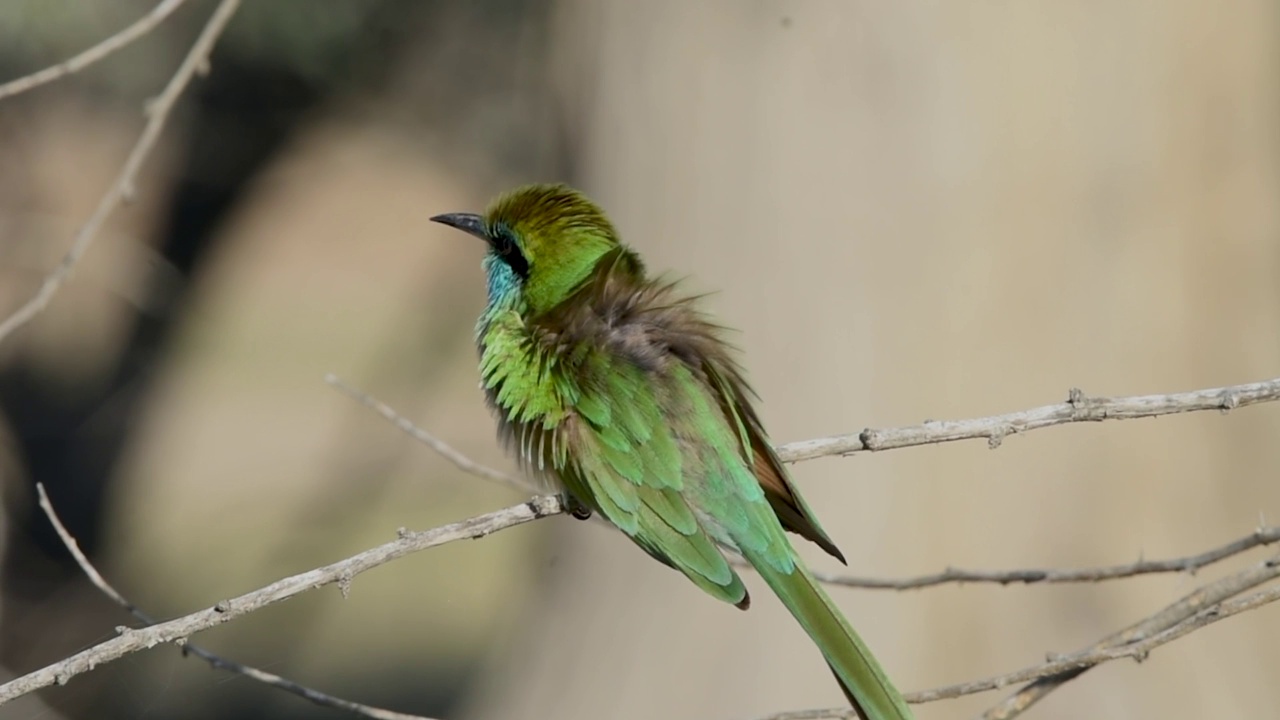 绿食蜂鸟(Merops orientalis muscatensis)近距离寻找食物视频素材