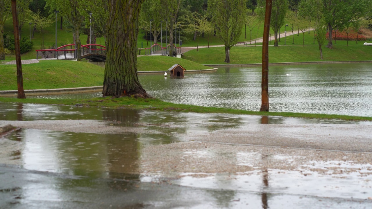 大雨在公园里和鸭子在湖水里游泳视频素材