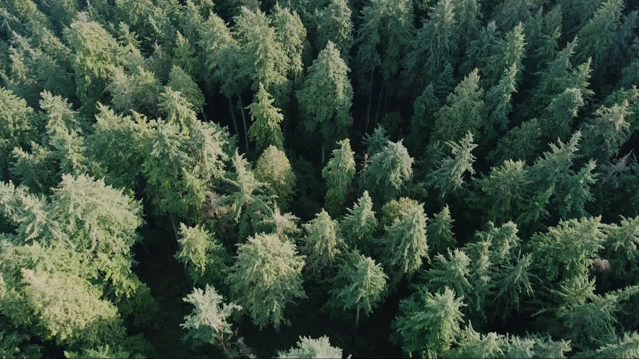 鸟瞰绿色的森林和晶莹剔透的湖泊与云彩的倒影视频素材