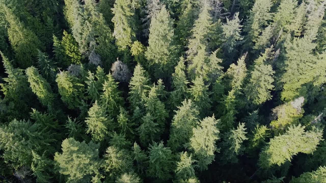 飞越绿色的清晨森林树木视频素材