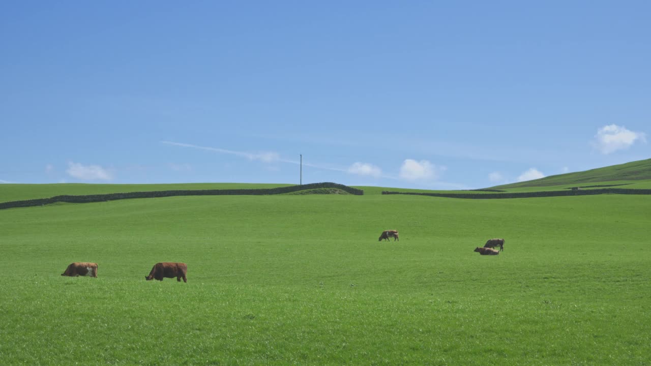 一小群肉牛在绿色的草地上吃草视频素材