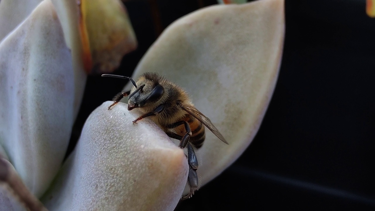 蜜蜂在树叶里视频下载