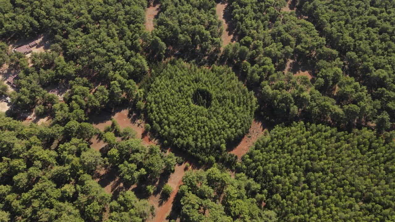 夏季自然森林鸟瞰图视频下载