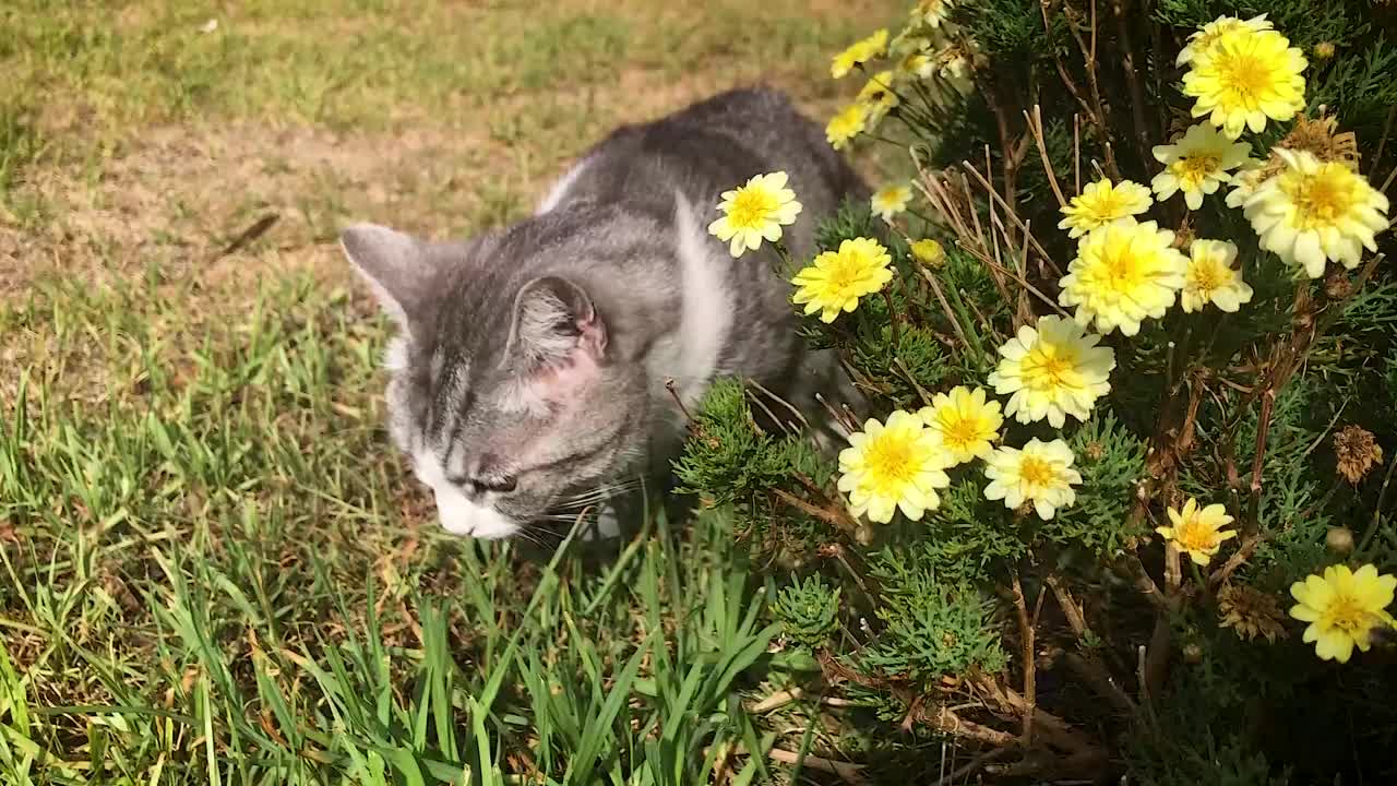 草地上的猫视频素材