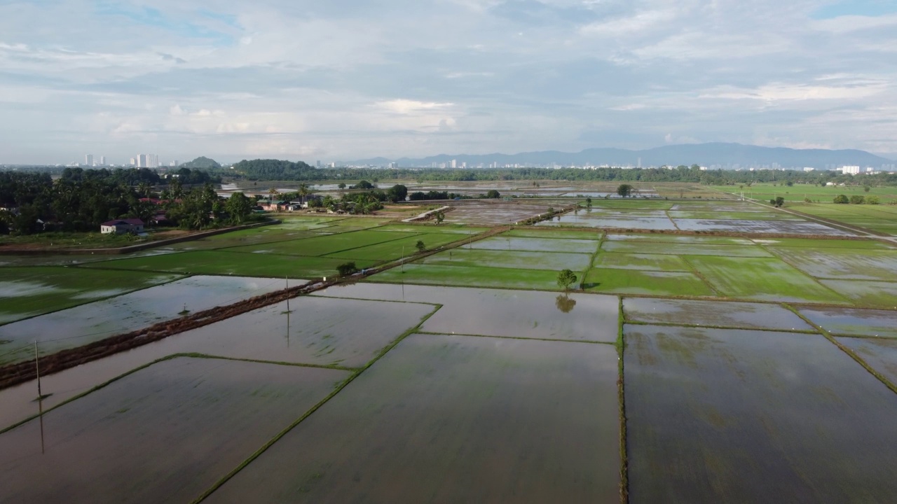 无人机观察水季稻田视频素材