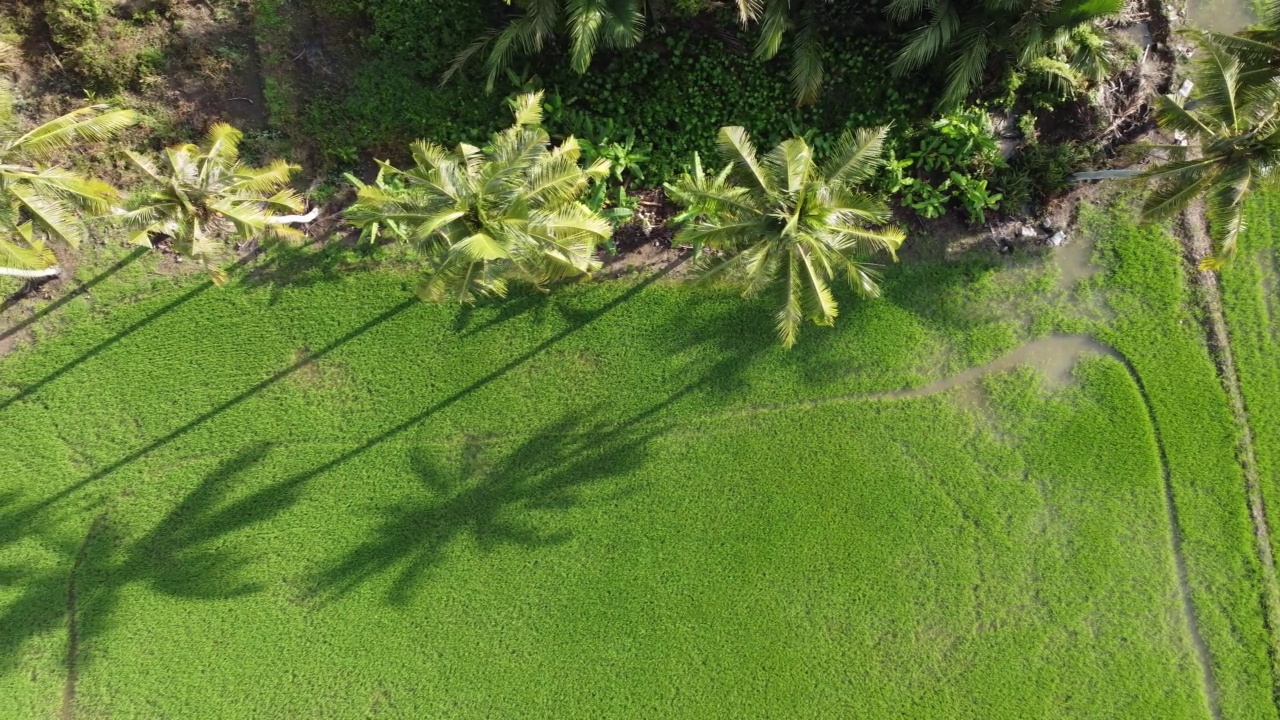 稻田里椰子树的影子视频素材