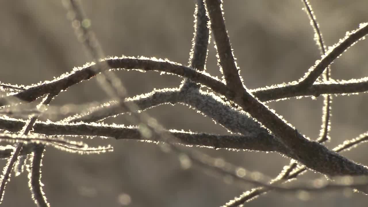 枝与雾凇，北海道，日本视频素材