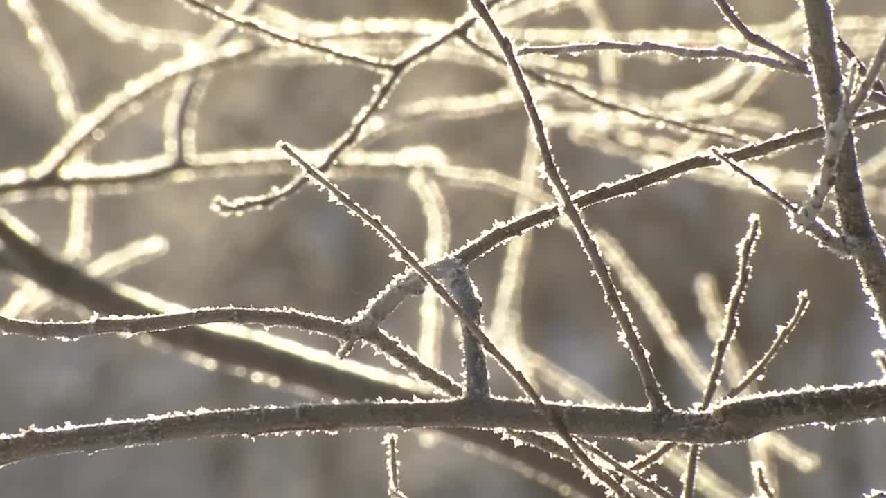 枝与雾凇，北海道，日本视频素材