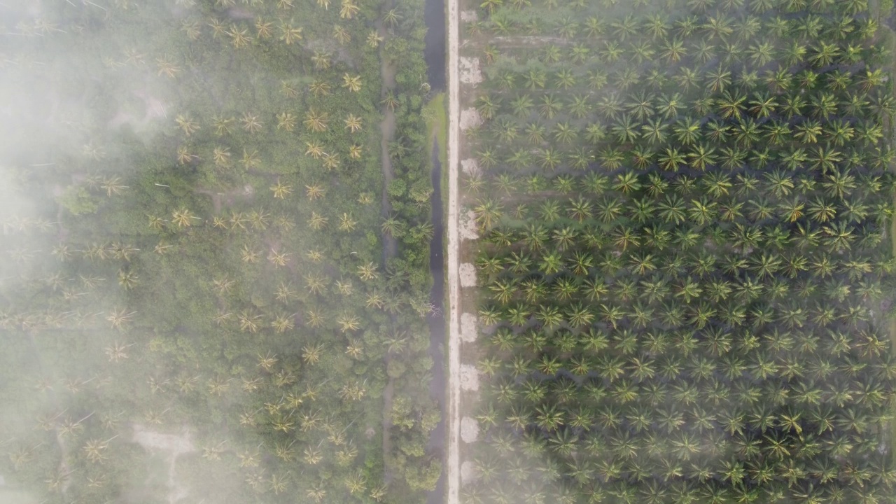 从空中俯瞰雾蒙蒙的椰子种植园视频素材