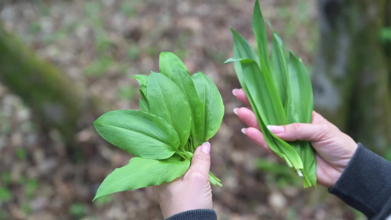 野生大蒜(Allium ursinum)和有毒的秋藏红花(Colchicum Autumn nale)。视频素材