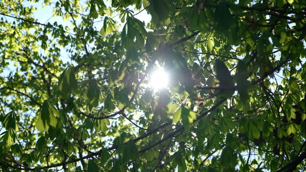 阳光下美丽的栗树枝条。特写绿栗叶在阳光下随风飘扬。带有自然太阳耀斑的镜头。早春的嫩叶。视频素材