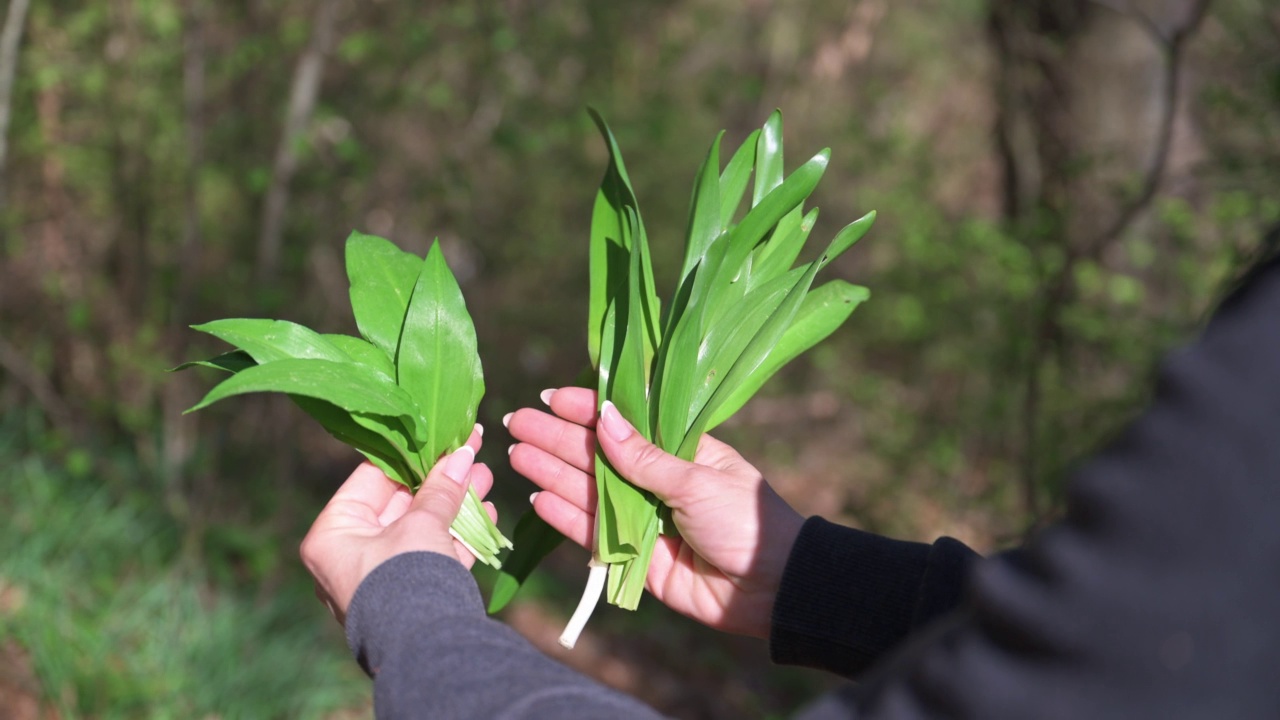 野生大蒜(Allium ursinum)和有毒的秋藏红花(Colchicum Autumn nale)视频素材