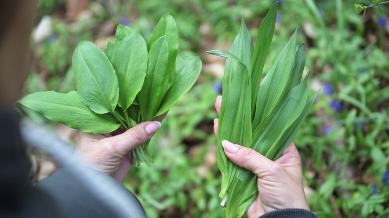 野生大蒜(Allium ursinum)和有毒的秋藏红花(Colchicum Autumn nale)视频素材