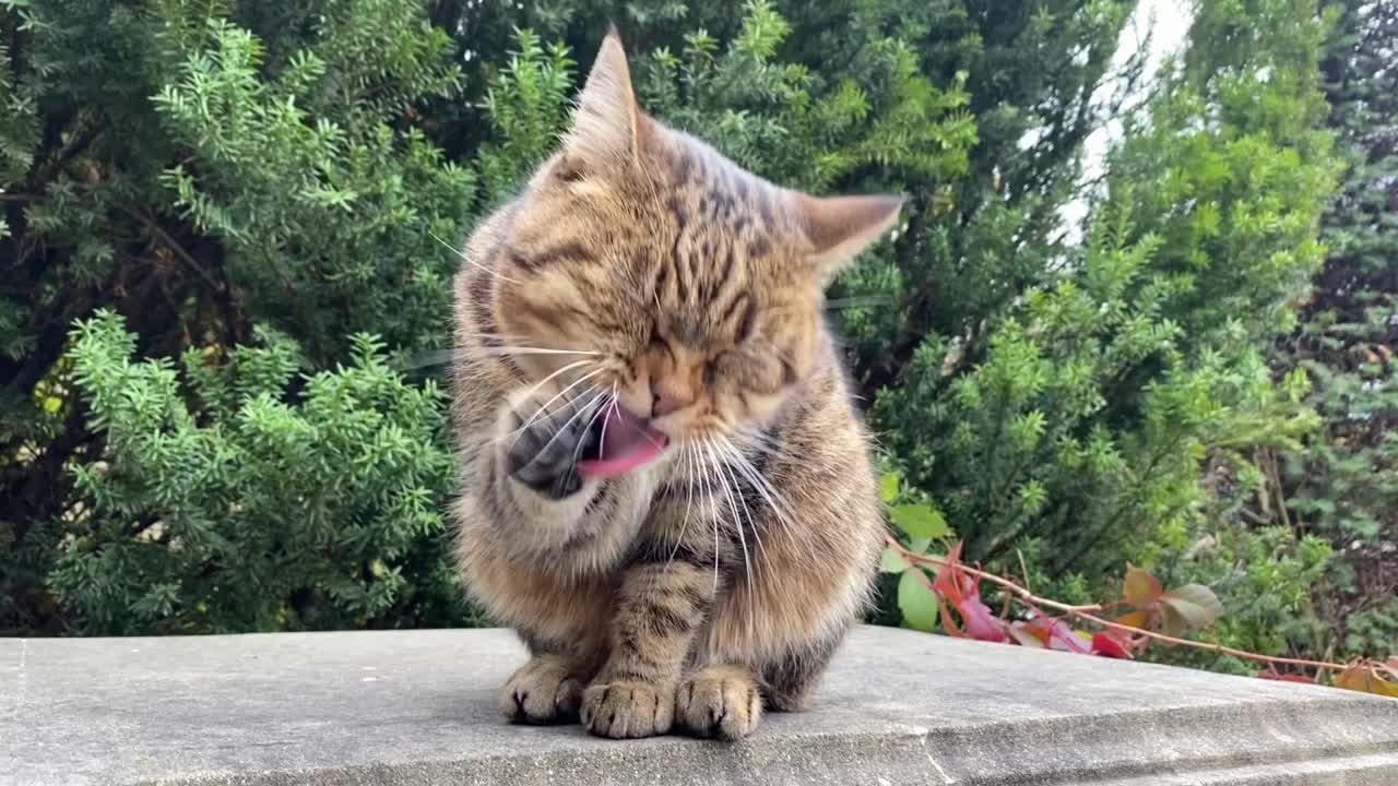 有趣的猫在花园里洗衣服。可爱的虎斑猫舔爪子。整洁的小猫在晚餐后被彻底清洗。视频素材